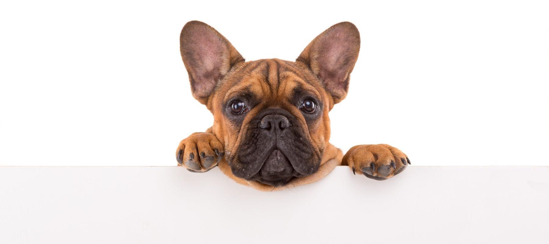do french bulldogs help with anxiety? 2