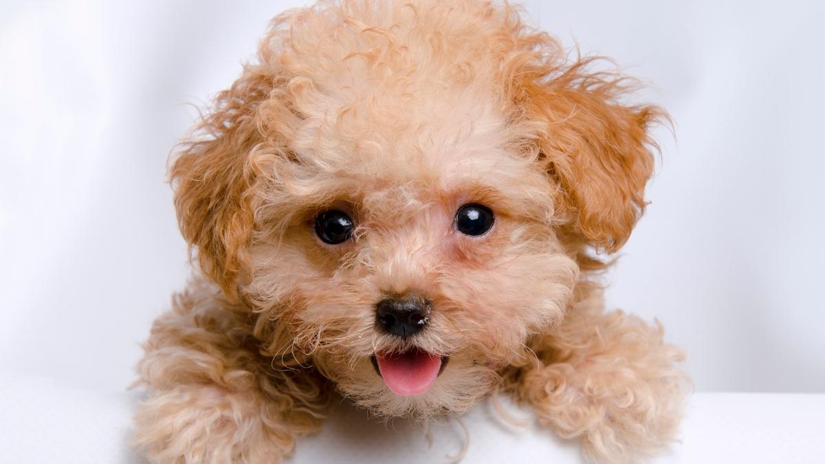 13 Signs Your Teacup Poodle Might Suffer From Anxiety – Calming Dog