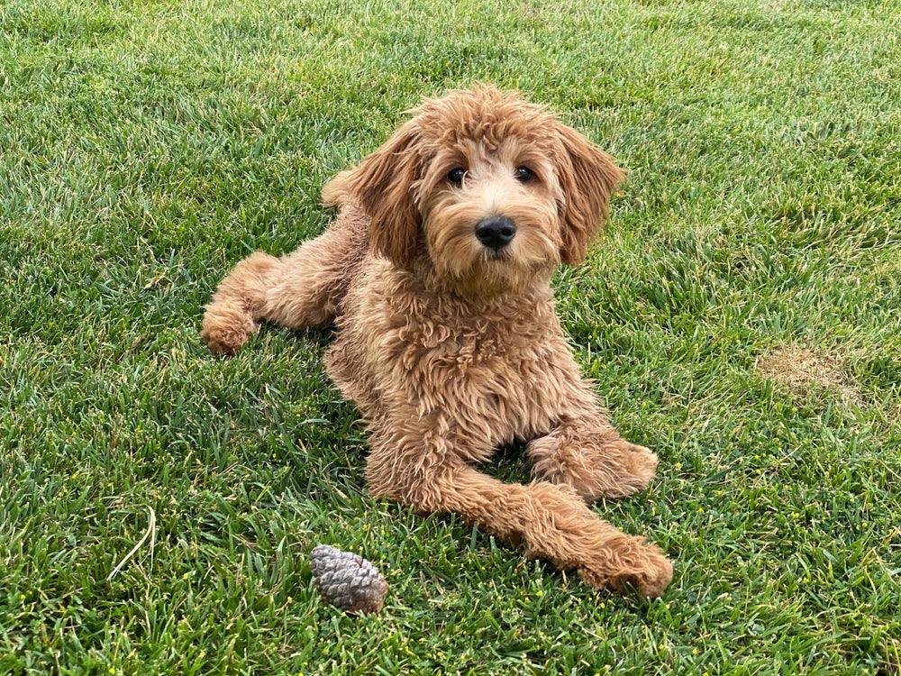 goldendoodle puppy laying in grass