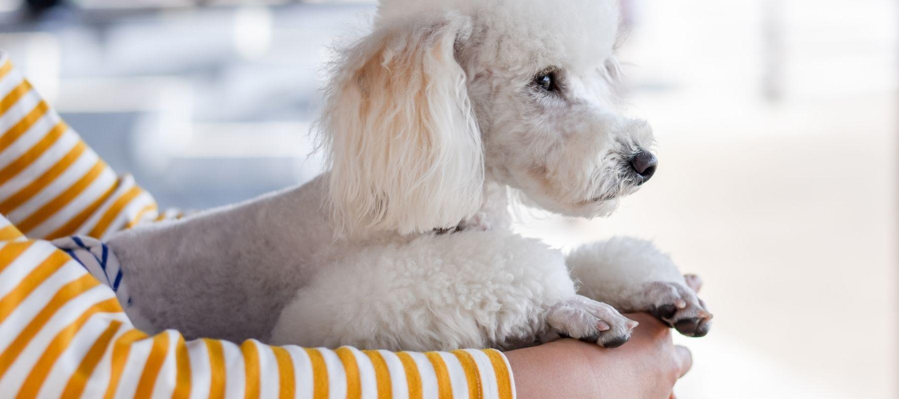 What You Need to Know About French Poodle Anxiety - Calming Dog