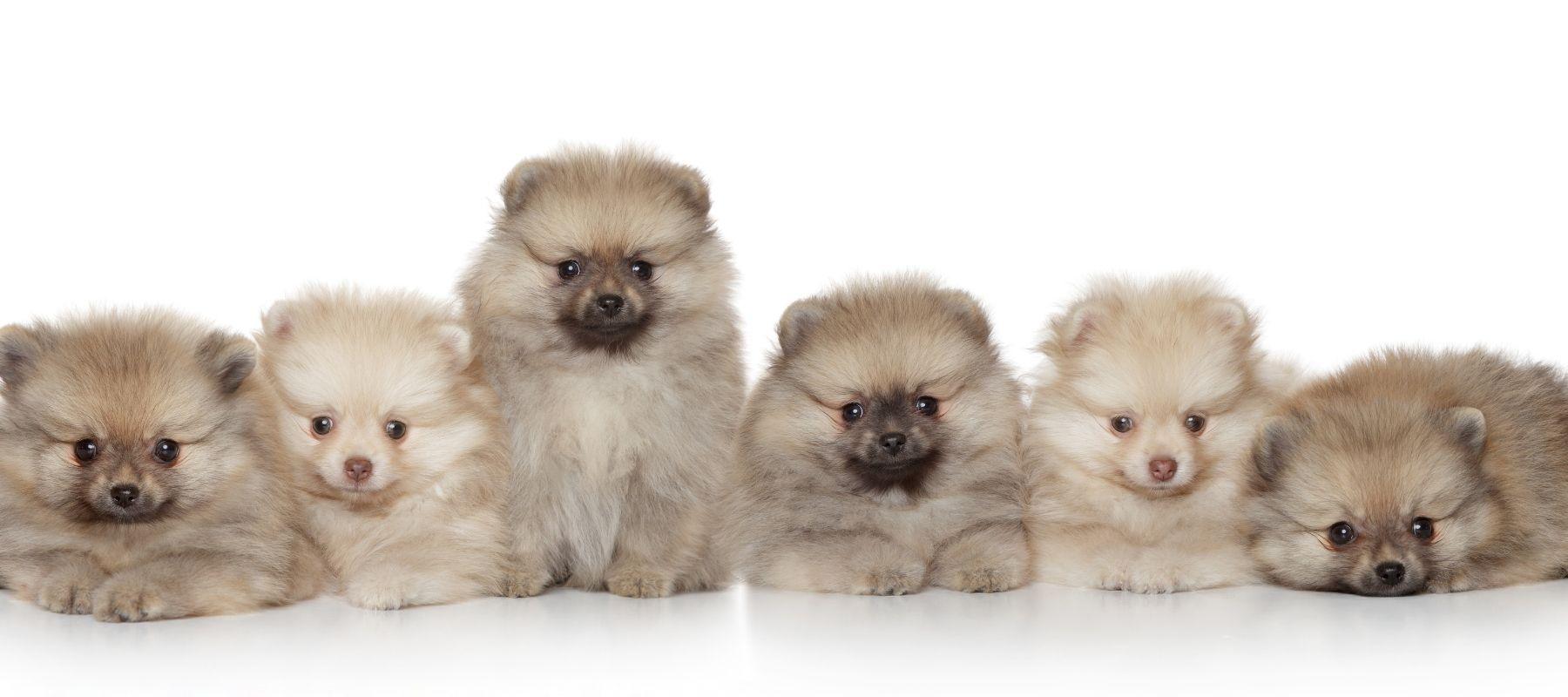 Pomeranian puppy line up