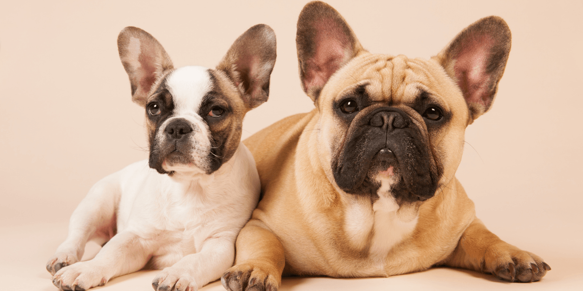 French Bulldog Breed Information and Temperament - Calming Dog