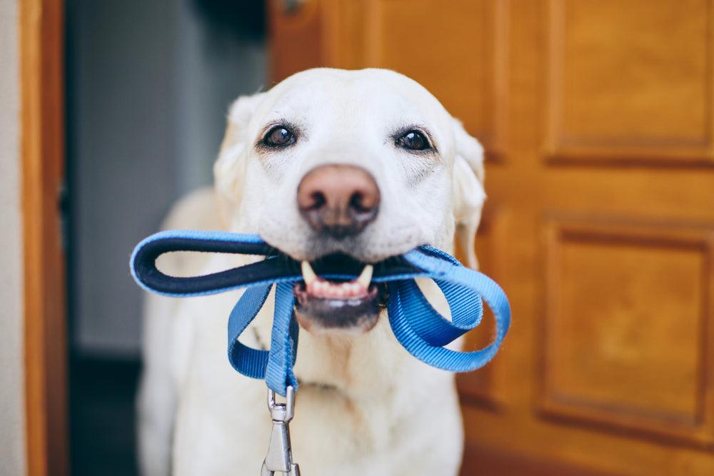dog holding leash in its mouth