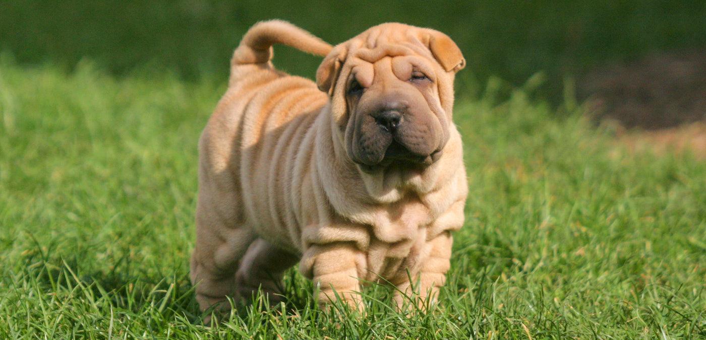 How To Help Your Shar Pei Manage Separation Anxiety - Calming Dog