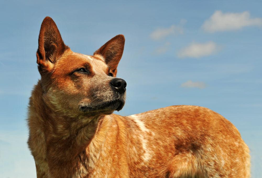red heeler looking off into the distance