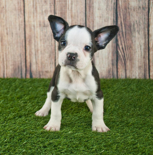 frenchton puppy in front of fence