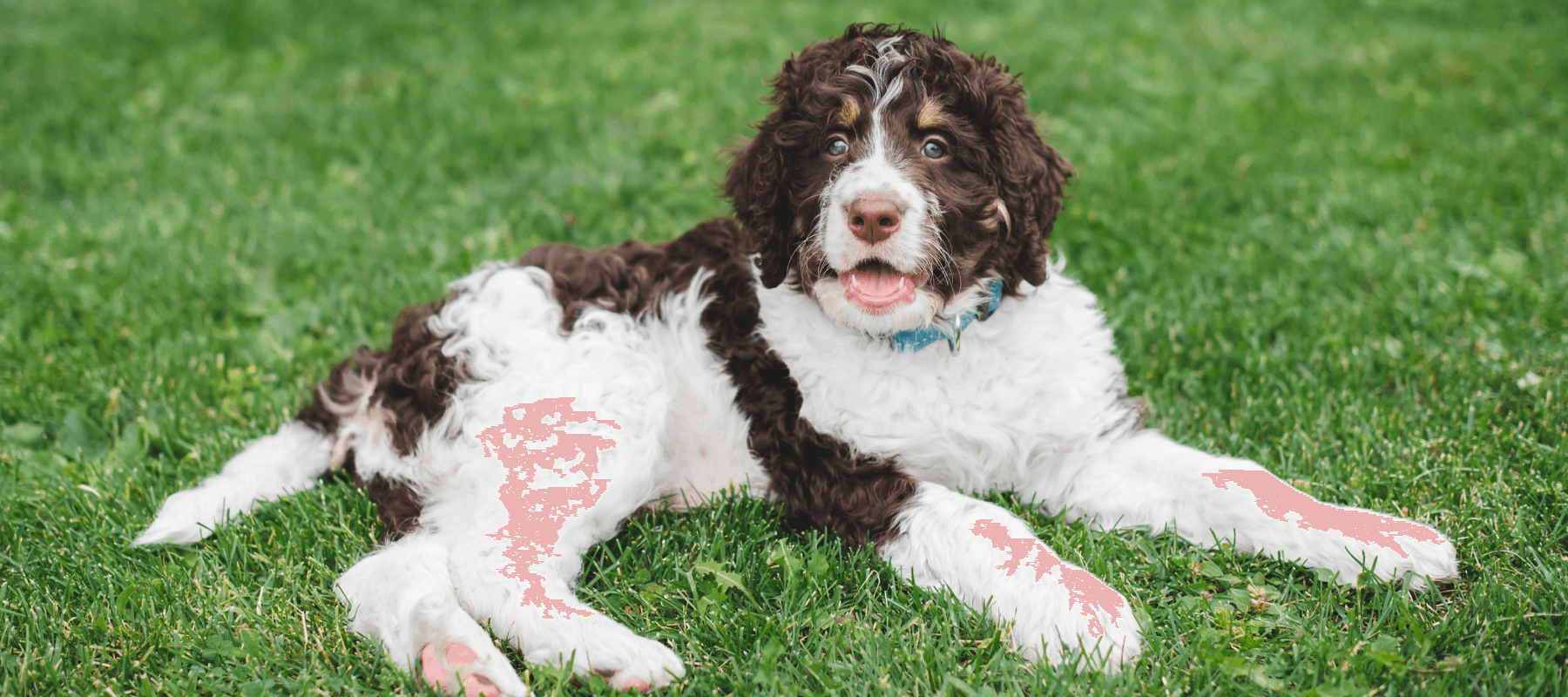9 Outdoor Activities to Relieve Your Bernedoodle's Stress and Anxiety - Calming Dog