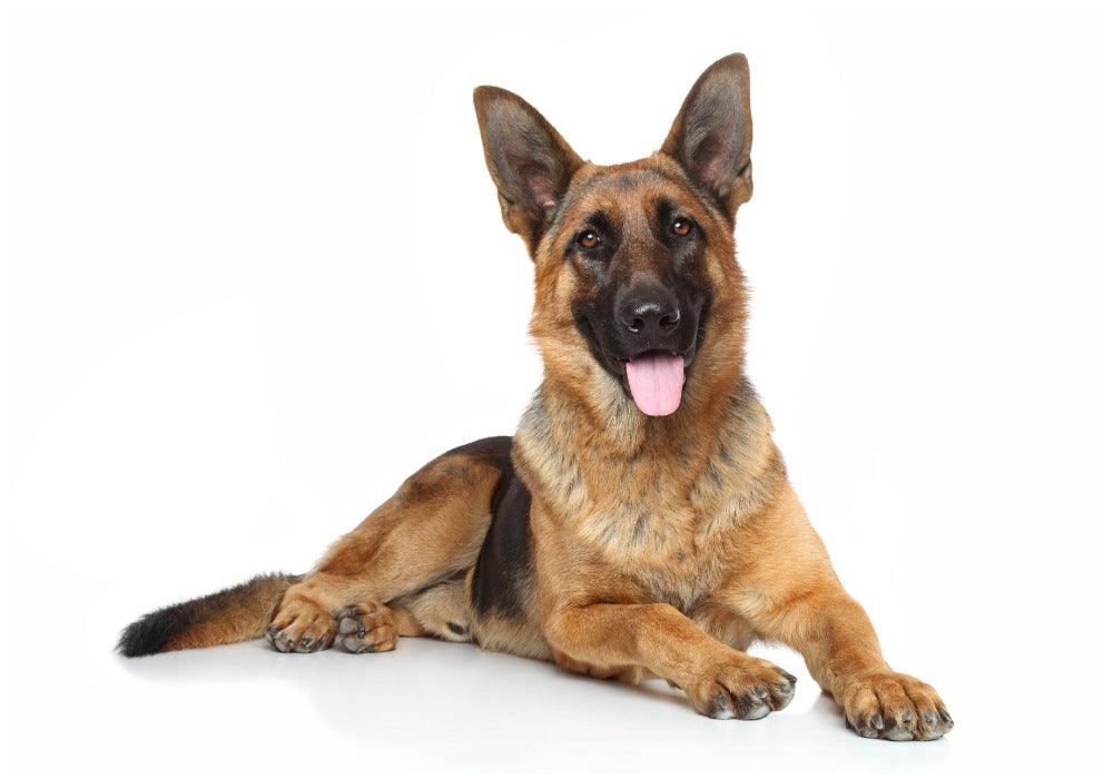The German Shepherd Dog Guide & Information - Calming Dog