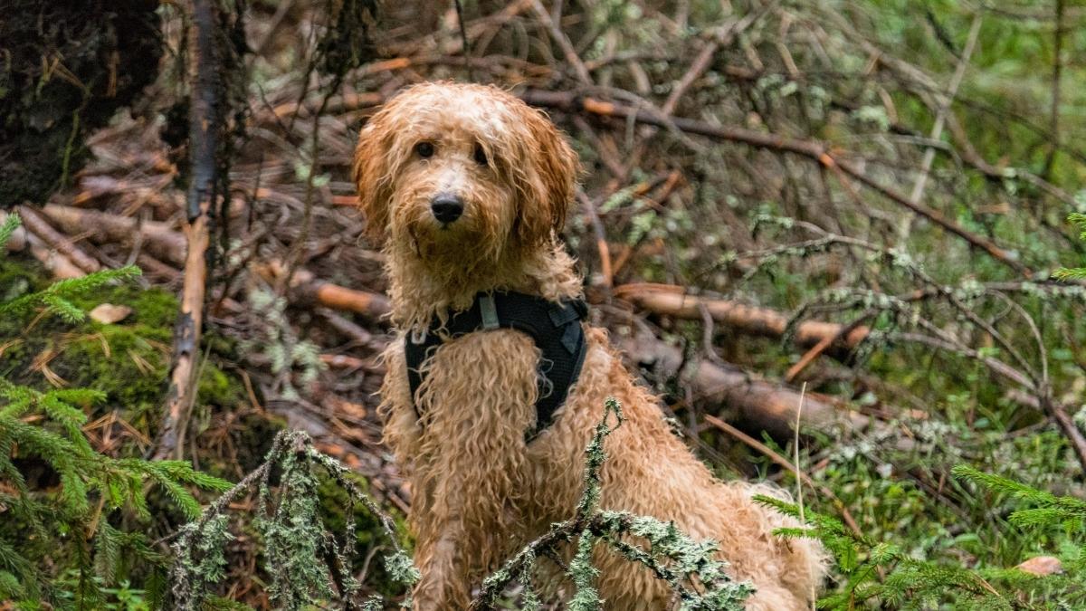 brown, wet Whoodle dog standing in a green forest