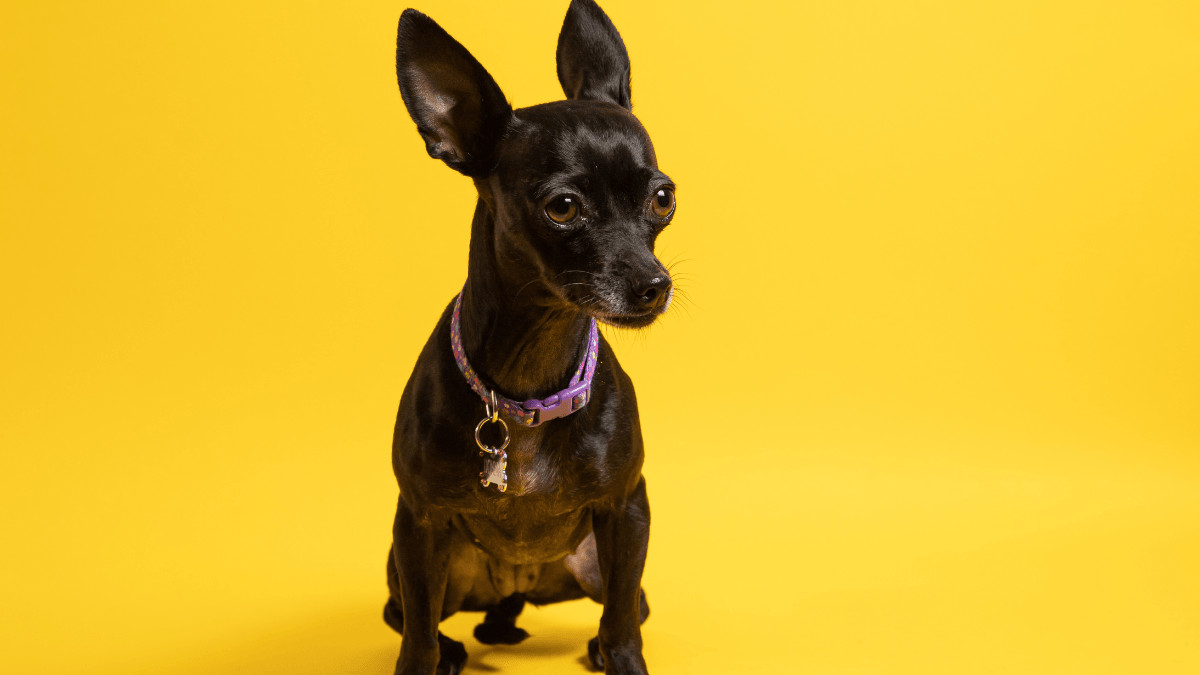Black Chihuahua puppy against yellow background