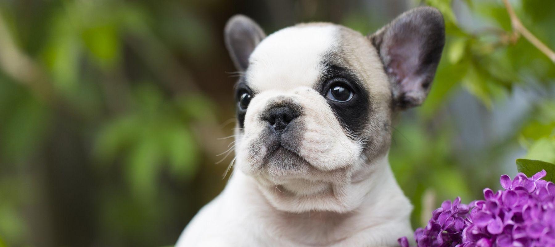 How To Help Your Lilac French Bulldog Manage Separation Anxiety - Calming Dog