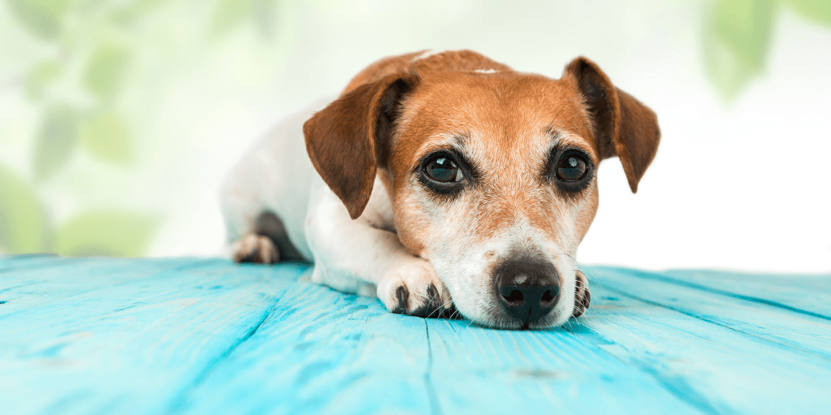 Best Ways To Calm Your Dog Down (Proven Methods) - Calming Dog