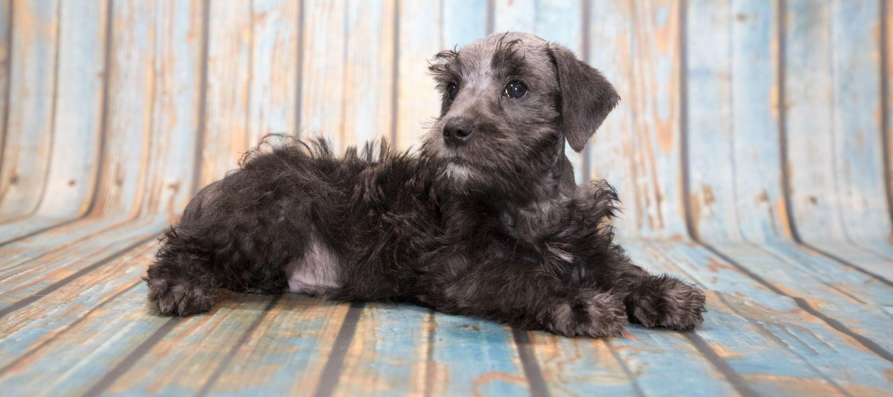 Schnoodle puppy