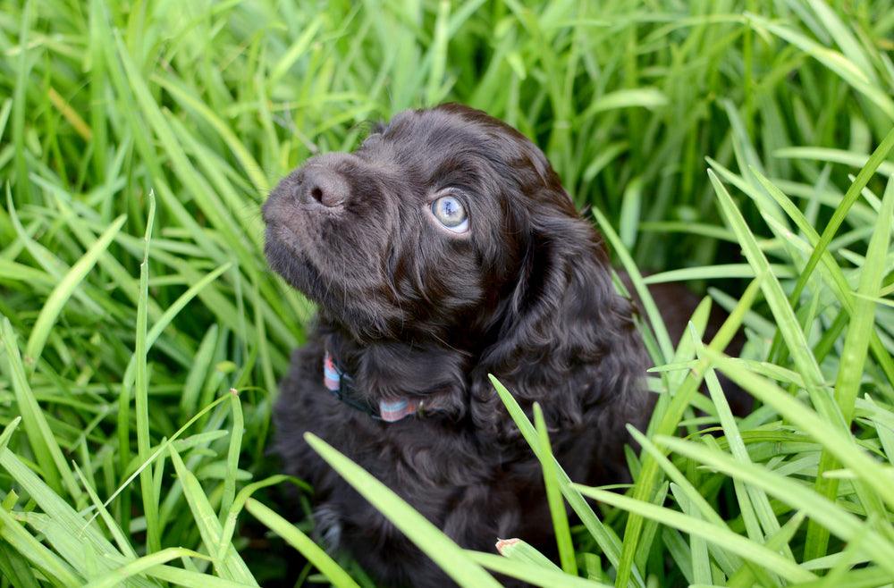 boykin spaniel puppy sitting in the grass