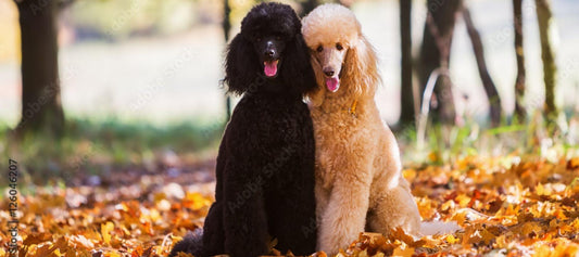 Two poodles looking at camera
