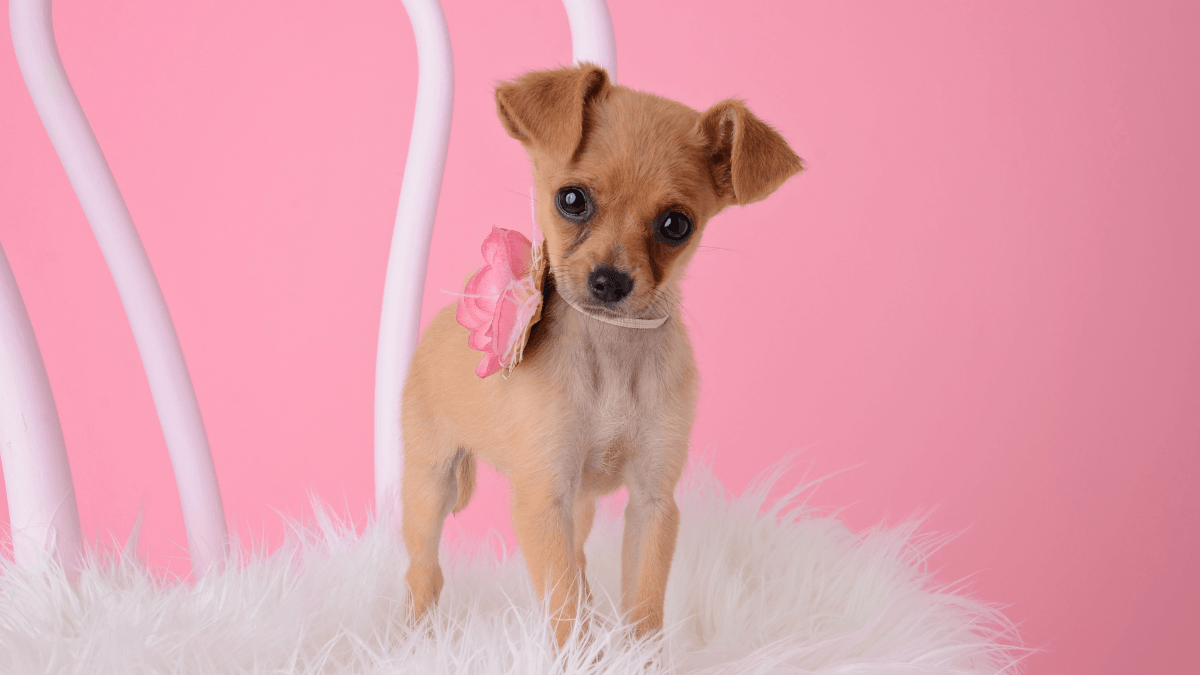 teacup chihuahua on a chair in front of a pink wall
