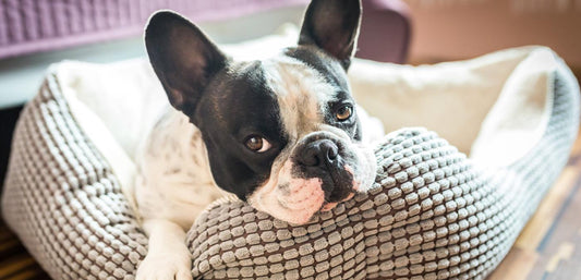 Let Anxious Dogs Lie--On The Best Anti-Anxiety Dog Bed - Calming Dog