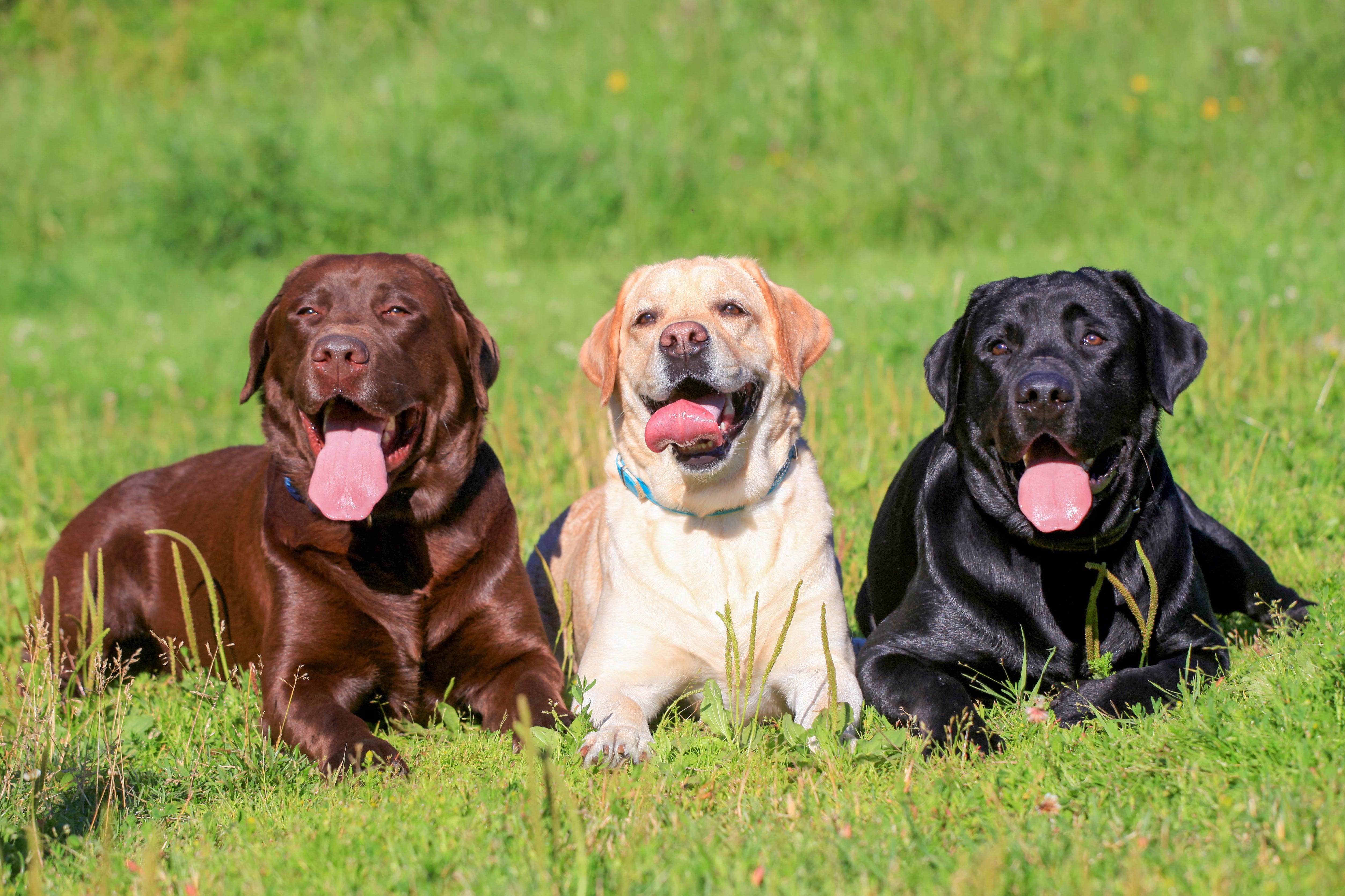 Labrador Retriever Guide and Breed Information - Calming Dog