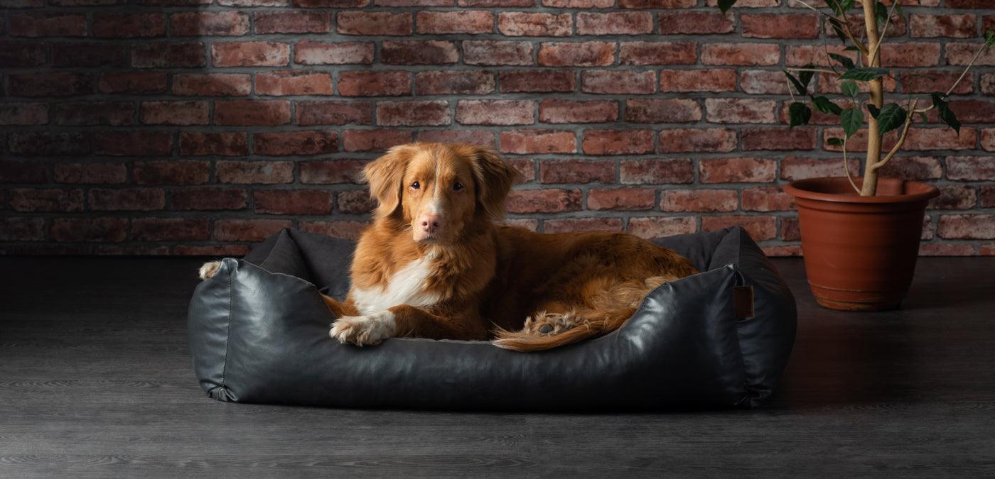 Choosing the Best Bed To Calm Your Large Dog - Calming Dog