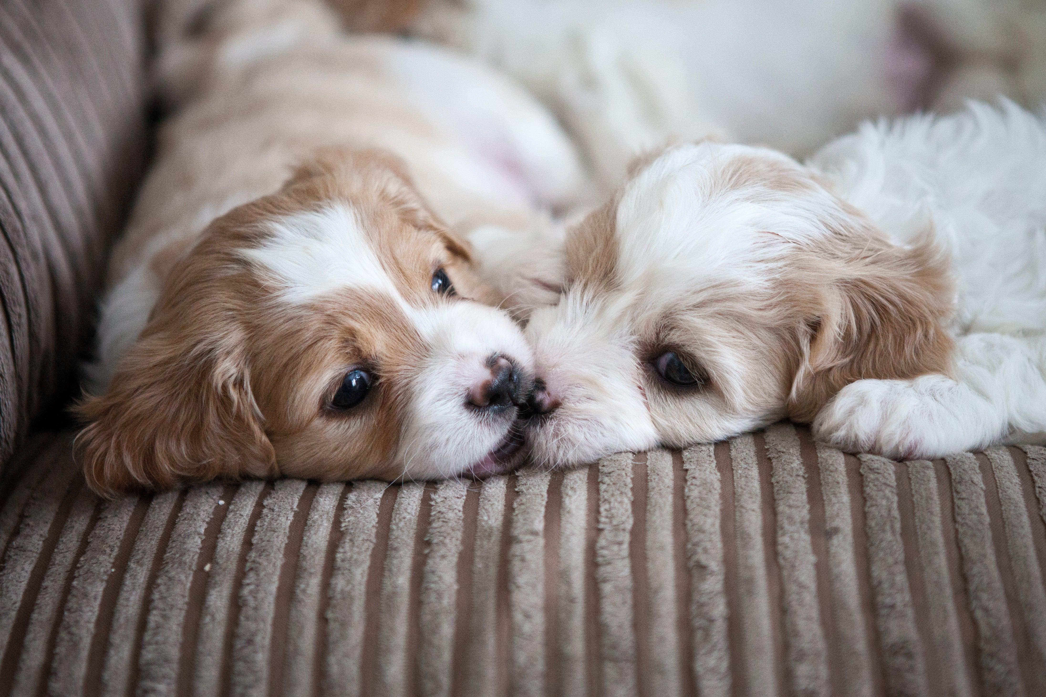 cavachon puppies laying on couch