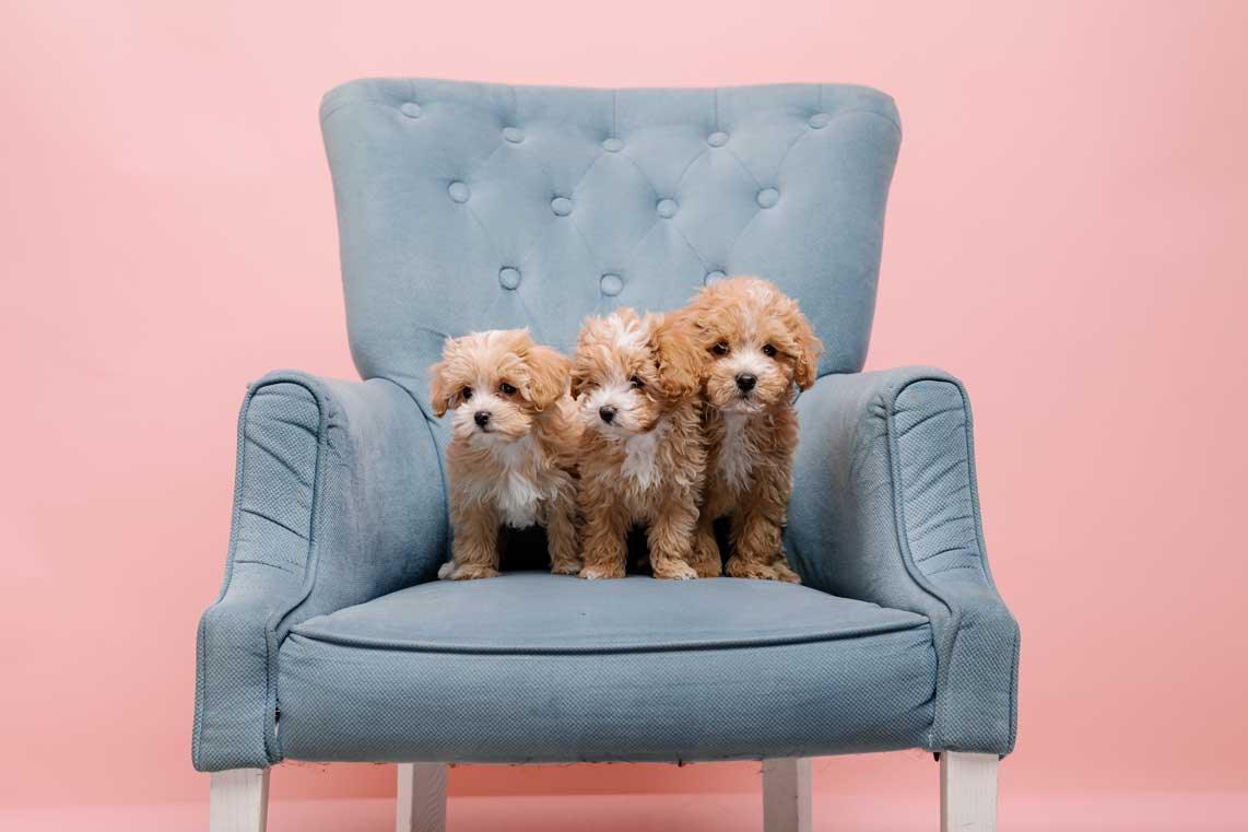 Maltipoo puppies sitting on couch