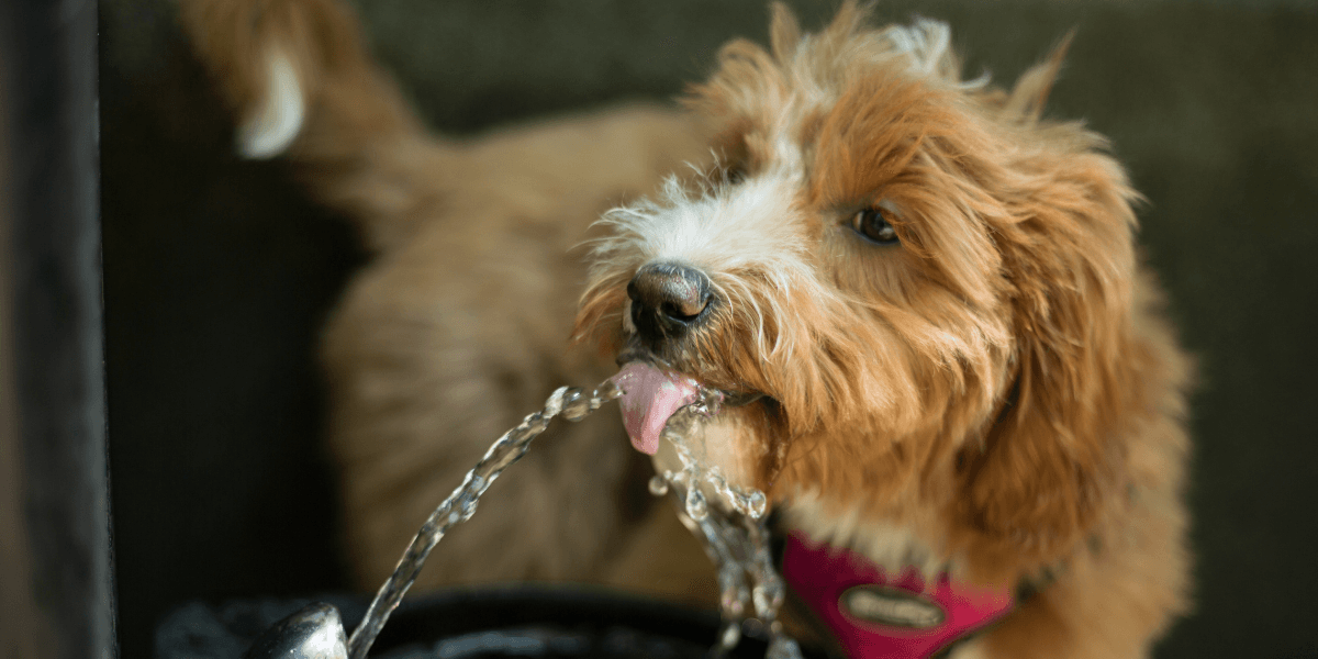 Top 5 Must-Have Dog Water Fountains for 2021 - Calming Dog