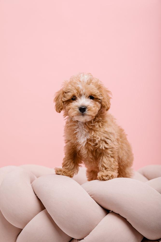 maltipoo puppy sitting on pillow