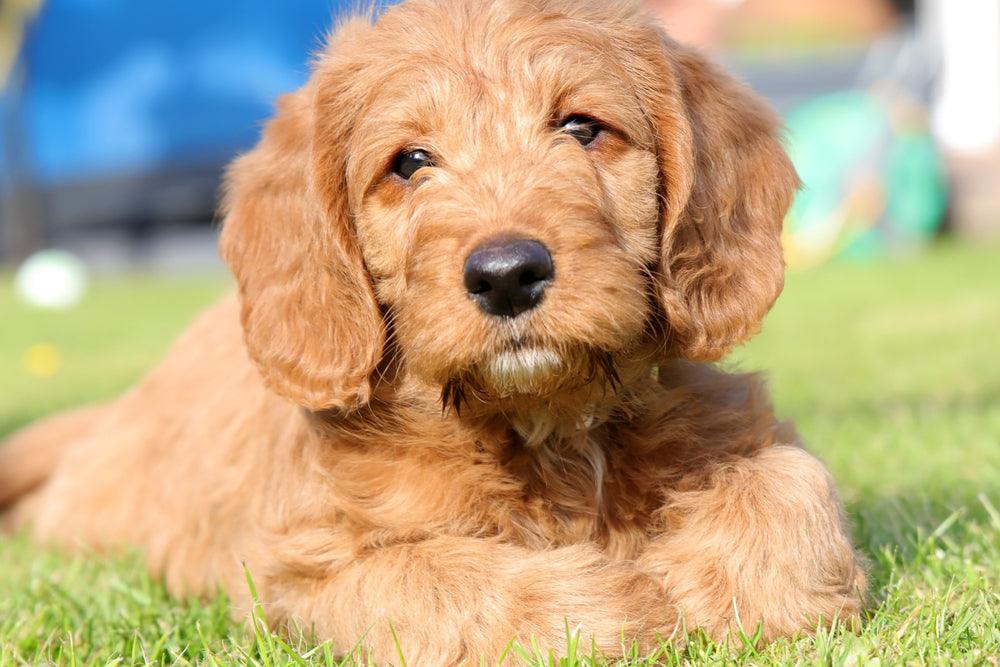 labradoodle puppy laying in grass