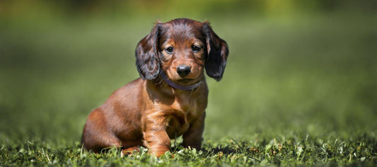 Long Haired Dachshund Puppy