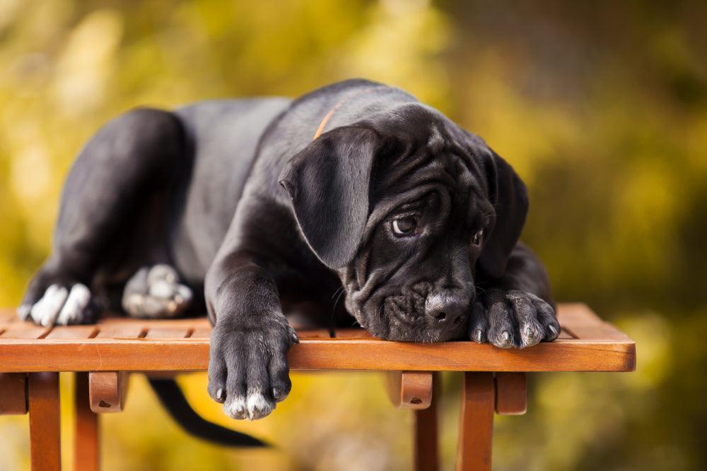 cane corso puppy laying on table