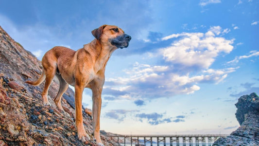 Black Mouth Cur standing on hill with blue sky background