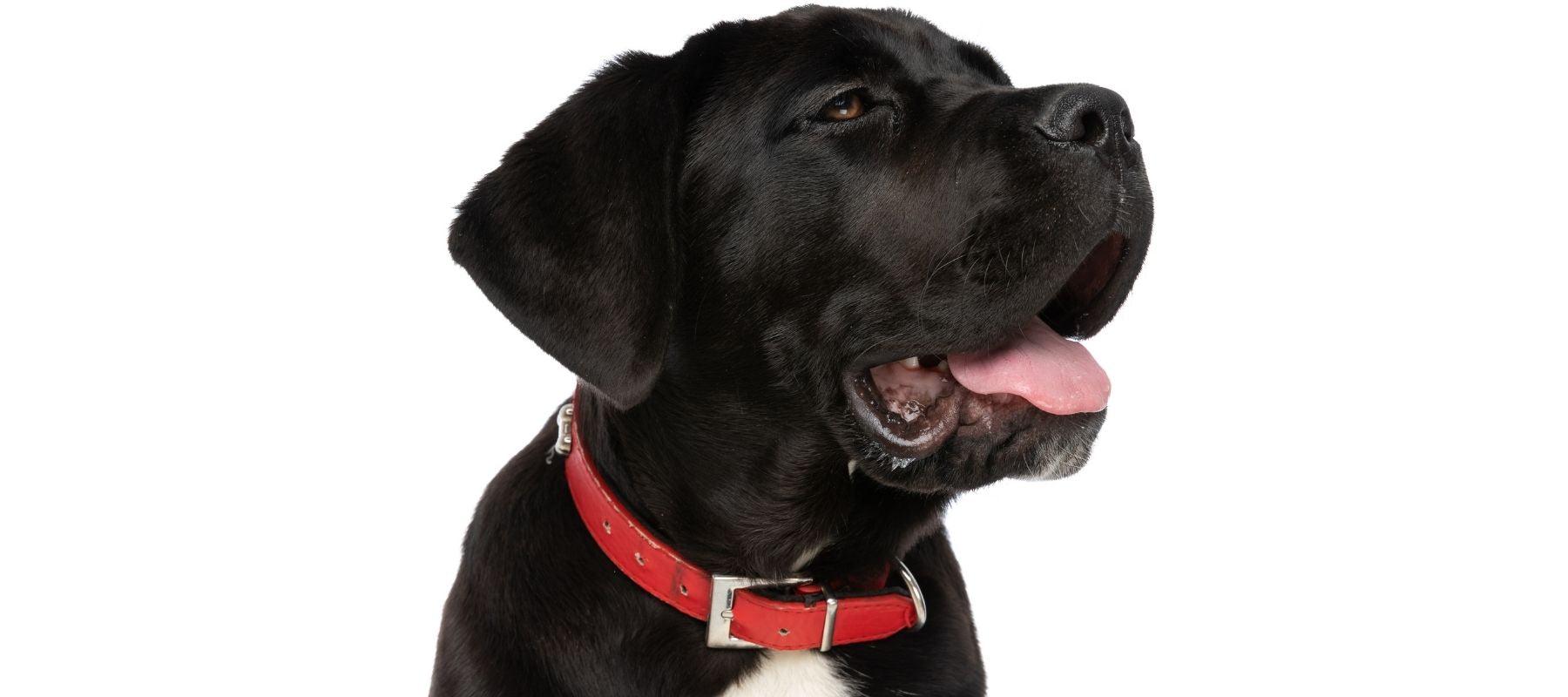 Cane Corso Dog Portrait