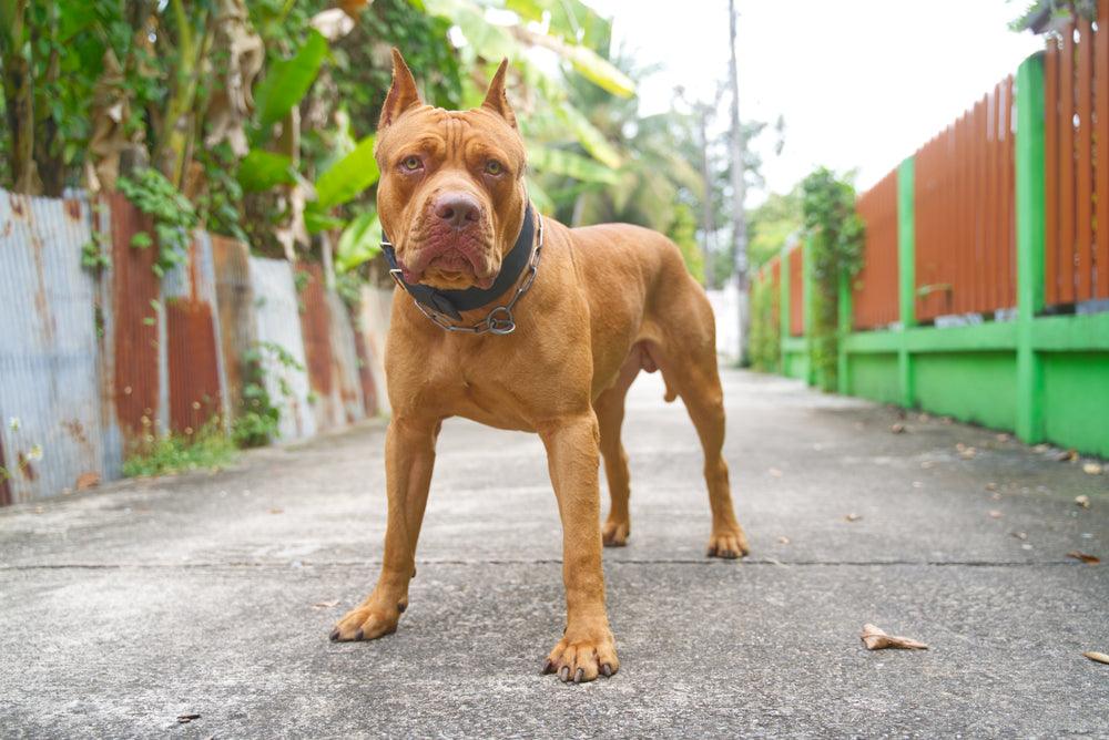 brown pitbull standing in alley