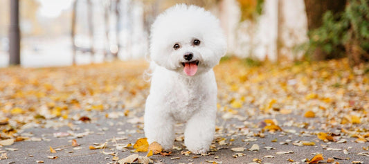 French poodle puppy