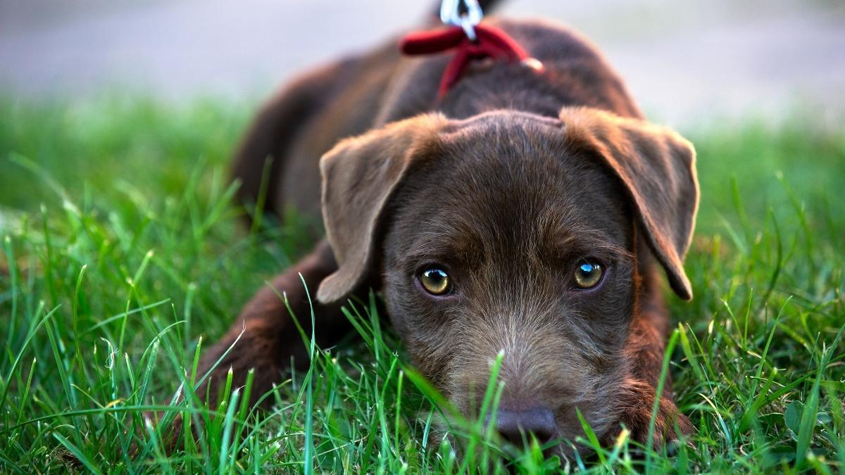 brown Patterdale Terrier laying in the grass