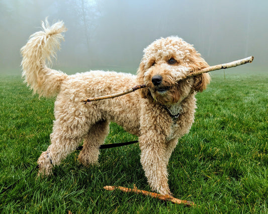 goldendoodle holding stick in its mouth 