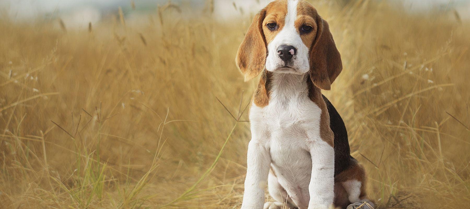 Why Beagle Puppies Experience Stress and Anxiety - Calming Dog