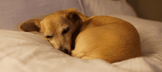 5 Ways to Help Your Chiweenie Overcome Stress and Anxiety - Calming Dog