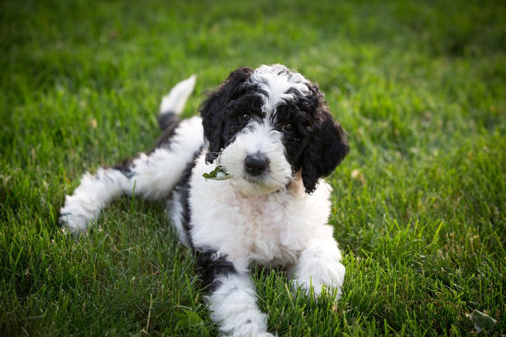 sheepadoodle puppy laying on grass