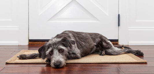 Separation Anxiety in Rescue Dogs: Causes and Solutions