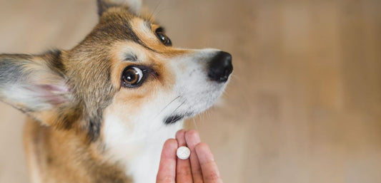 Nervous Nelly: The Best Anxiety Meds for Dogs
