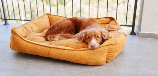 Give Me My Space: The Calming Dog Bed for Large Dogs