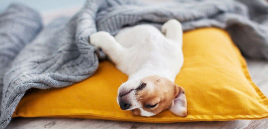 How To Introduce Your Dog to a New Soothing Bed