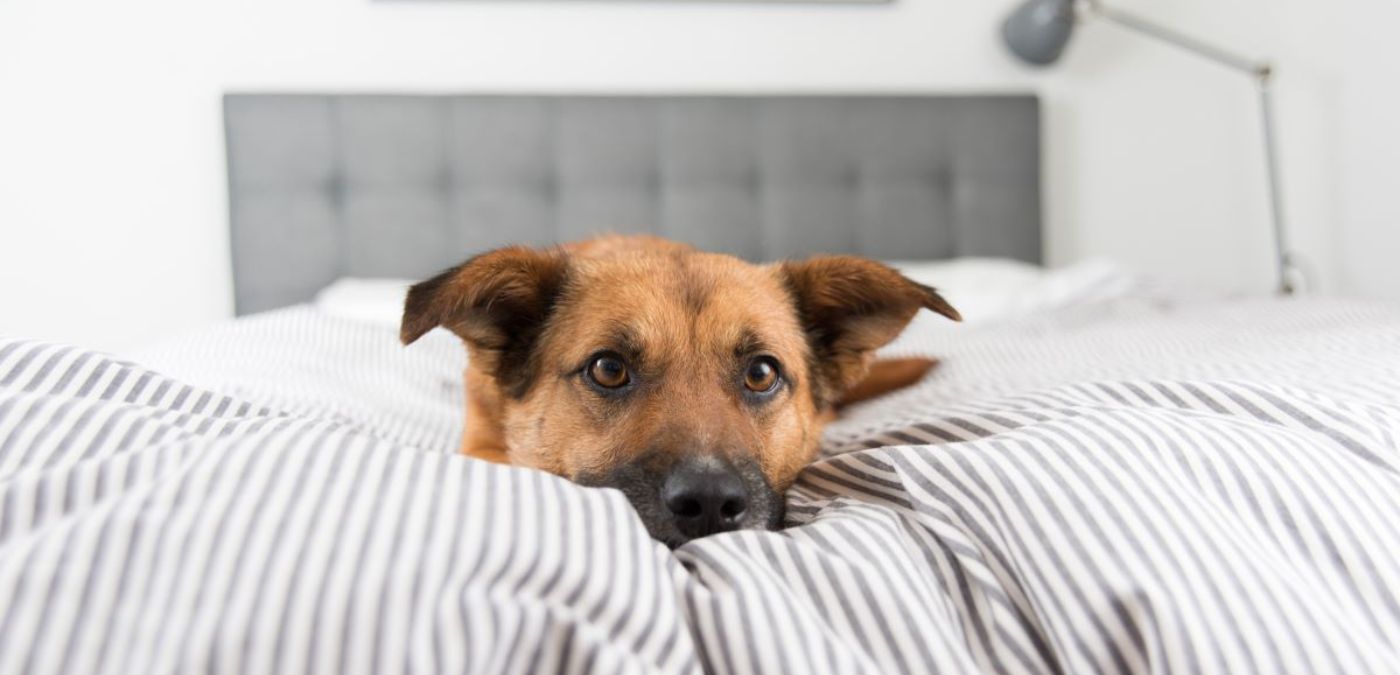 Understanding Your Dog's Anxiety: Signs, Causes, and Solutions