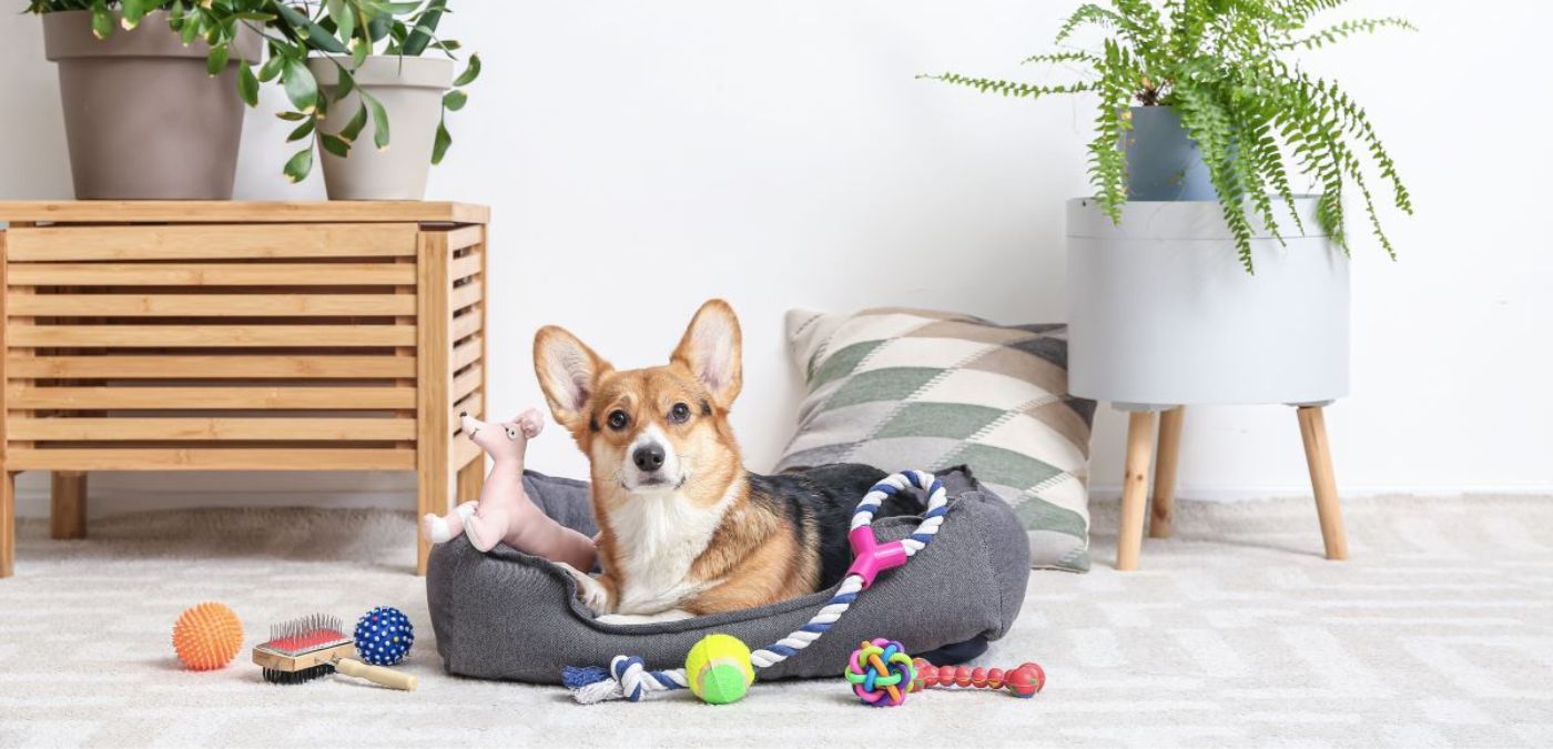 Science Behind Calming Dog Beds: How They Benefit Your Large Canine