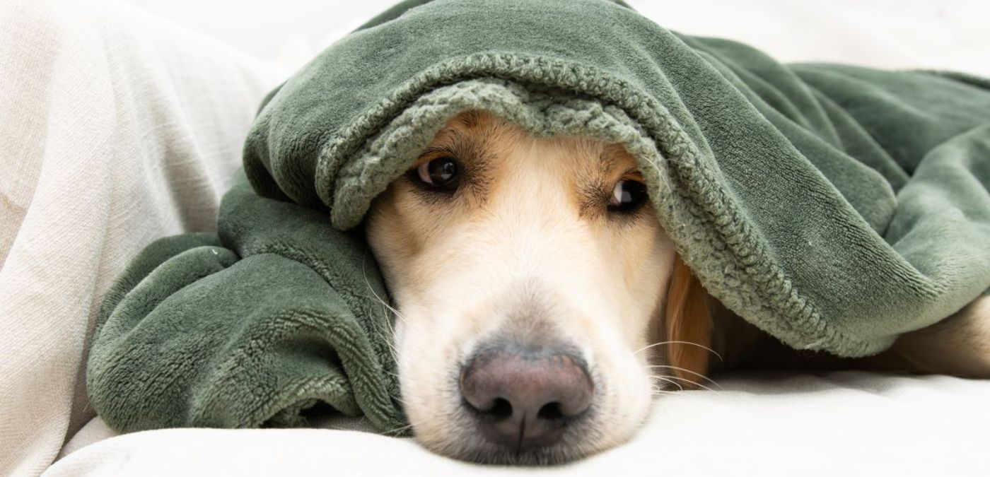 Cover Your Dog in Calmness With a Dog Anxiety Blanket