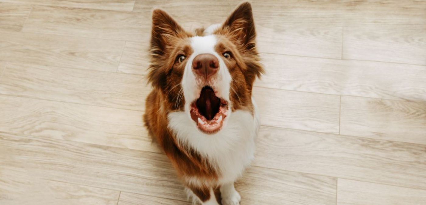 Are You Barking at Me? Learn How To Talk to Your Dog