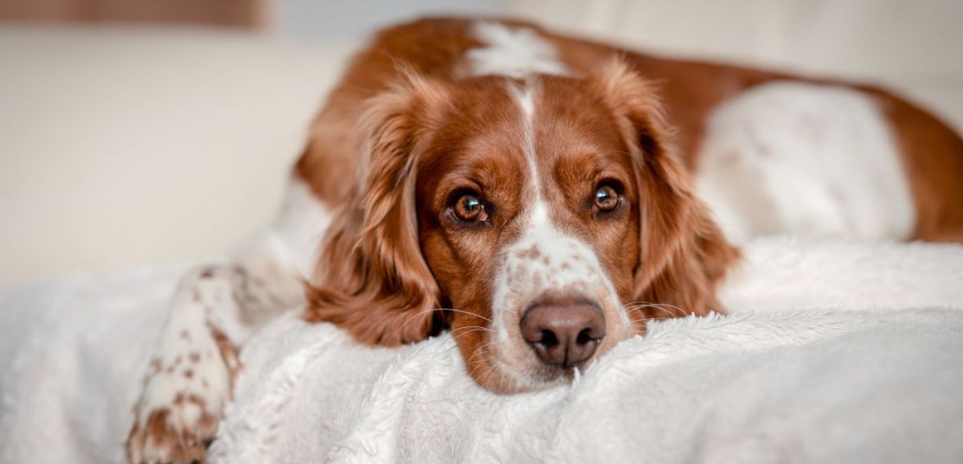 Tips for Designing the Perfect Space for Anxious Dogs
