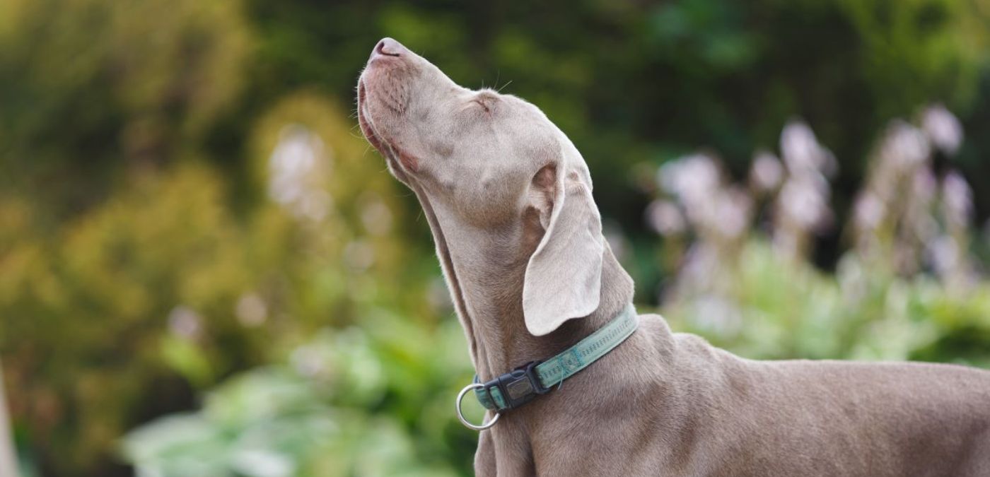 There's a Nice Ring Around This Calming Collar for Dogs
