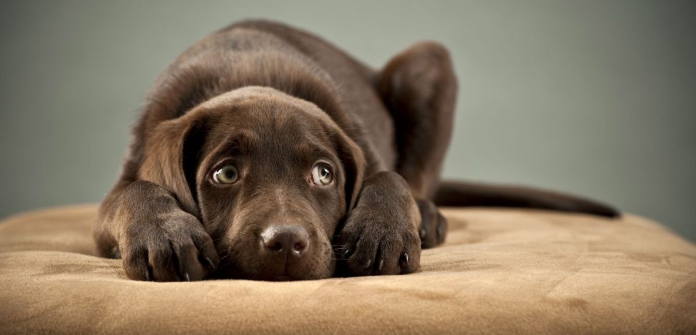 A Fur Ball of Nerves: Signs of Anxiety in Dogs